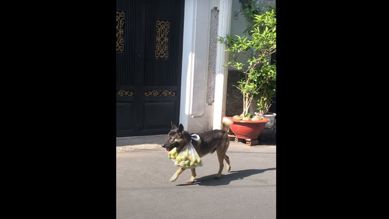 Σκύλος βοηθάει με τα ψώνια