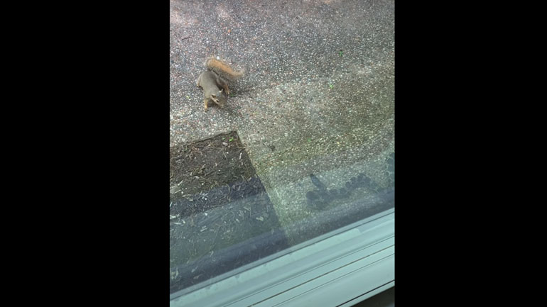 Σκίουρος υψώνει ανάστημα σε φίδι