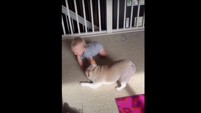 Πιτσιρίκα παίζει με γαλλικό μπουλντόγκ