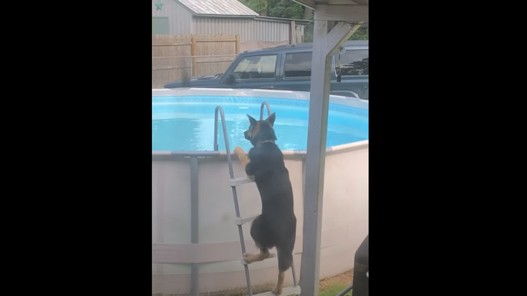 Γερμανικός ποιμενικός έμαθε να μπαίνει στην πισίνα