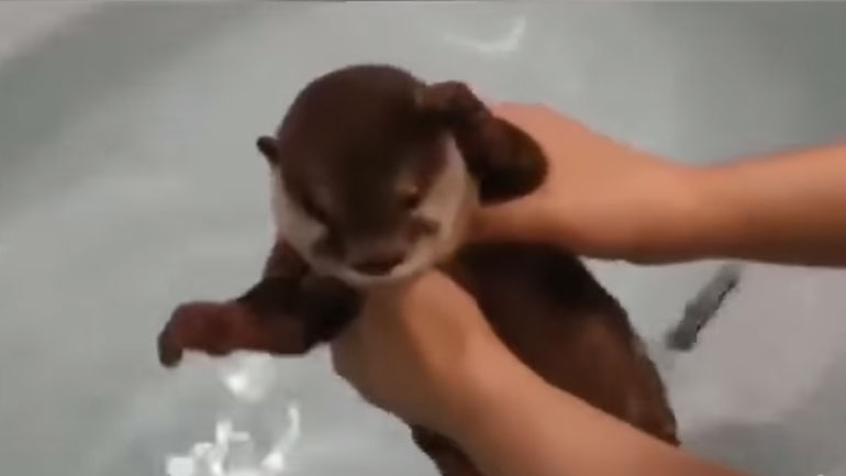 Αξιολάτρευτη ενυδρίδα κάνει μπάνιο για πρώτη φορά