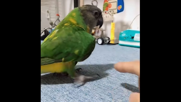 Οι πιο έξυπνοι παπαγάλοι