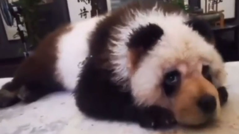 Πάντα ή σκύλος;