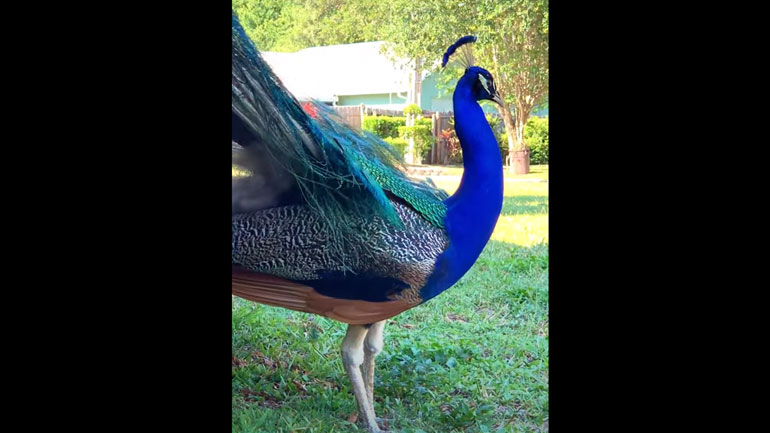 Θαυμάζοντας ένα παγόνι από απόσταση αναπνοής