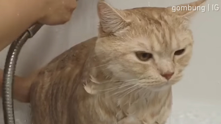 Κάνουν οι γάτες μπάνιο;