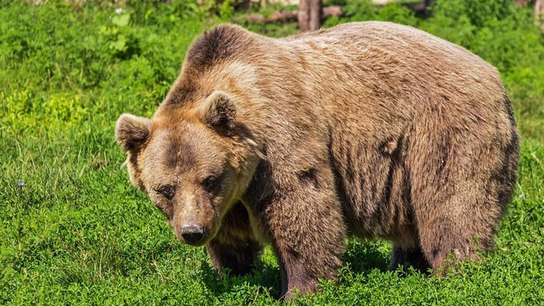 Αρκούδα σκοτώθηκε από πυρά στα γαλλικά Πυρηναία – Η κυβέρνηση θα υποβάλλει μηνύσεις
