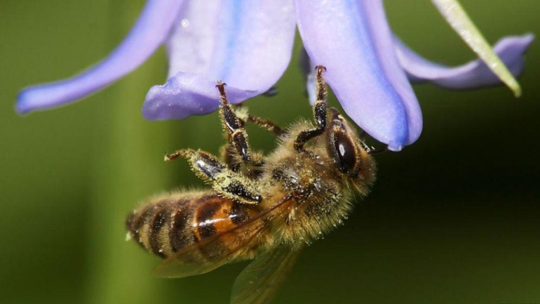 Η ΜΚΟ Friends of the Earth Europe καταγγέλλει τη χρήση των εντομοκτόνων