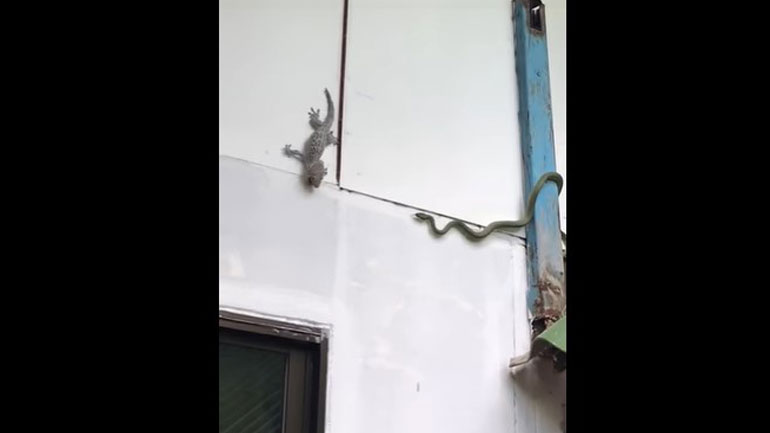 Ταϊλάνδη: Μάχη μεταξύ φιδιού και σαύρας