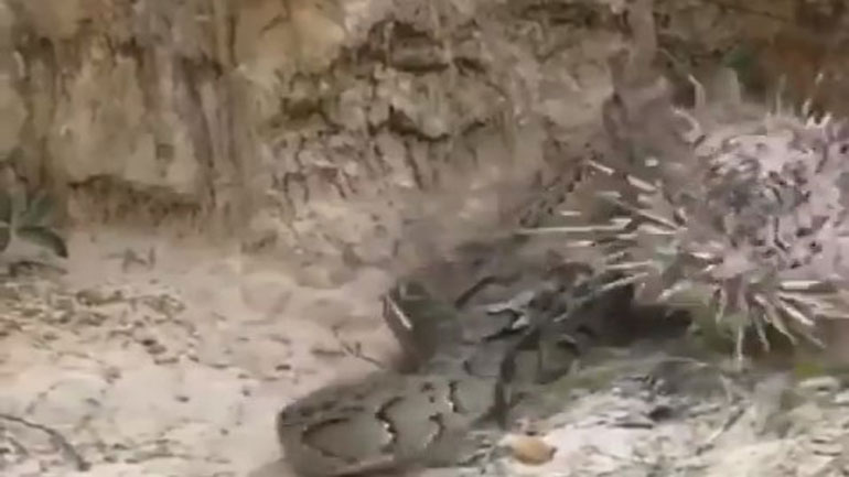 Ινδία: Βίντεο δείχνει τη μονομαχία φιδιού και σκαντζόχοιρου