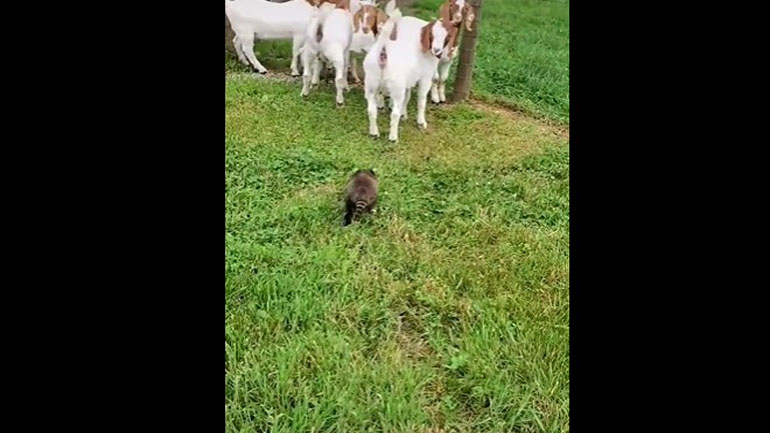 To ρακούν μπορεί να κάνει και το… τσοπανόσκυλο