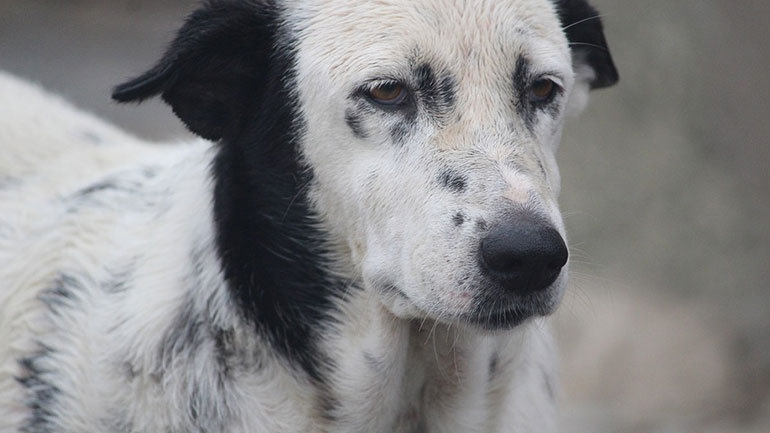 Παροχή κτηνιατρικών υπηρεσιών και μέριμνα για τα αδέσποτα ζώα στον δήμο Παπάγου-Χολαργού Παροχή κτηνιατρικών υπηρεσιών και μέριμνα για τα αδέσποτα ζώα στον δήμο Παπάγου-Χολαργού