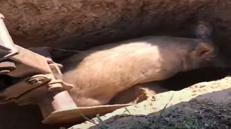 Ρωσία: Απελευθέρωσαν γουρούνι χρησιμοποιώντας εκσκαφέα