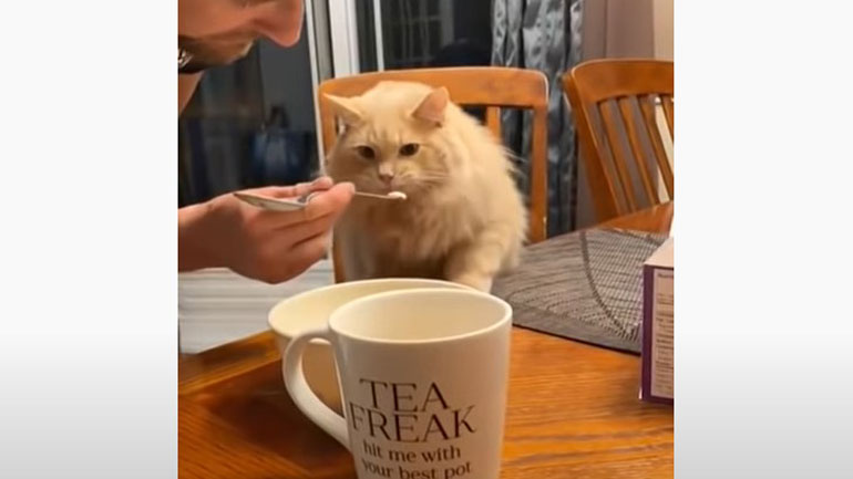 Γάτα τρώει παγωτό για πρώτη φορά στη ζωή της