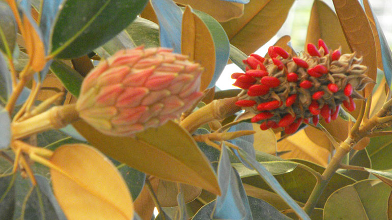 Ισραήλ: Ερευνητές δηλώνουν ότι παρήγαγαν ηλεκτρισμό από φυτά