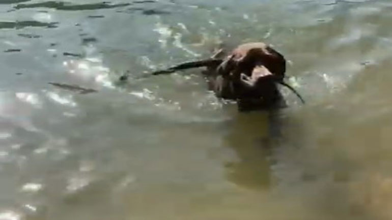 O θαρραλέος σκύλος και το φίδι