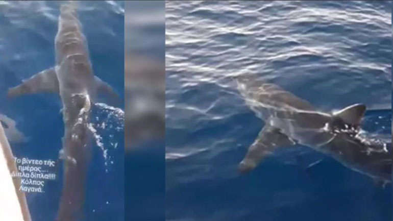 Ζάκυνθος: Μεγάλος καρχαρίας βιντεοσκοπήθηκε στον κόλπο του Λαγανά