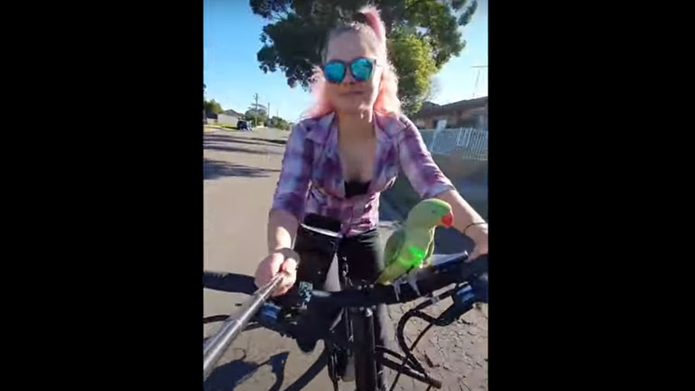 Παπαγάλος απολαμβάνει βόλτα με ποδήλατο