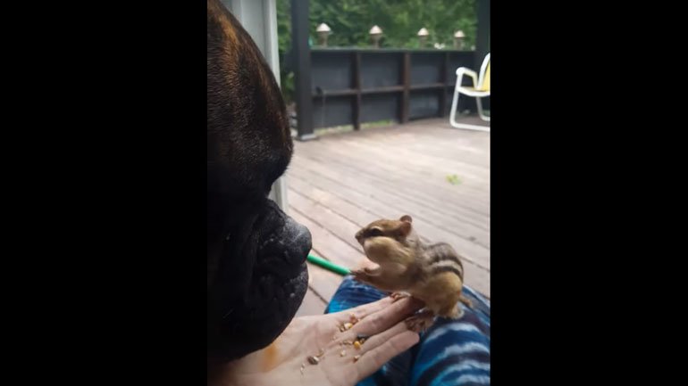 Μπόξερ ταΐζει σκίουρο