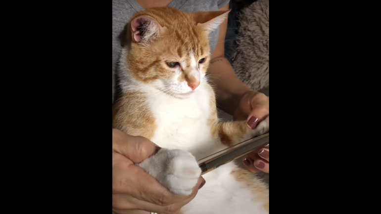 Γάτα παρακολουθεί καρτούν