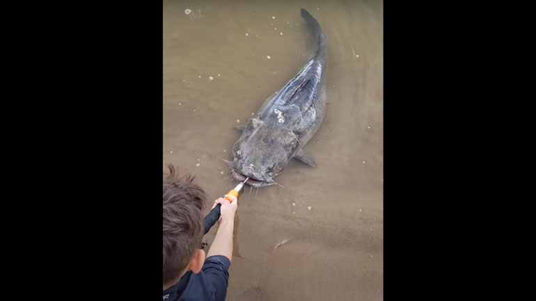 Πιτσιρικάς αφήνει ελεύθερο γατόψαρο