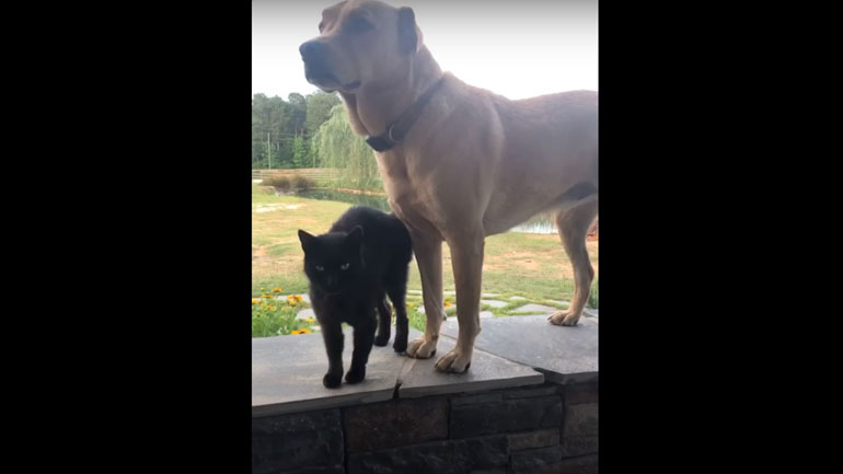 Γάτα-κολλιτσίδα δεν αφήνει σκύλο στην ησυχία του