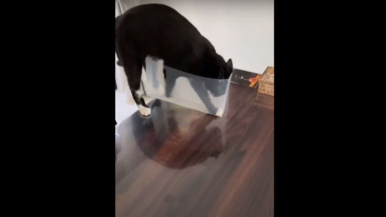 Μια άμπαλη γάτα…