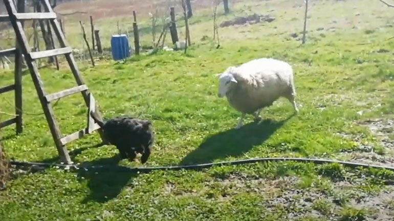 Πρόβατο κυνηγάει σκύλο