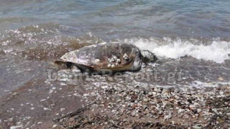 Φθιώτιδα: Ξεβράστηκε νεκρή χελώνα σε παραλία