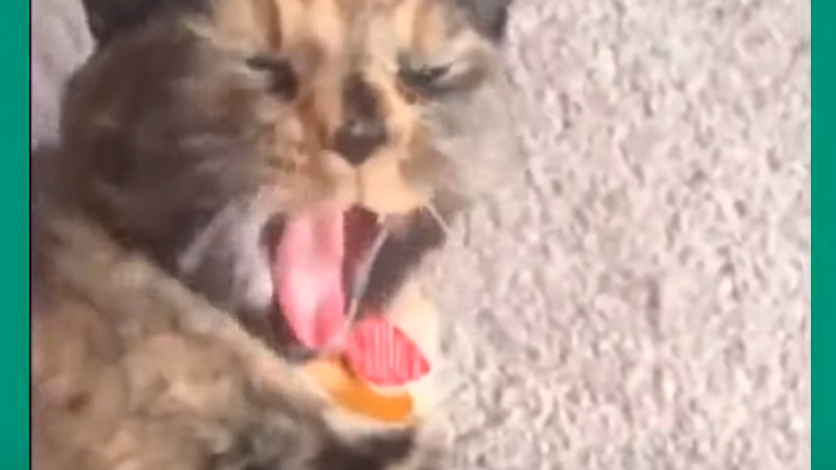 Είναι τρελές αυτές οι… γάτες