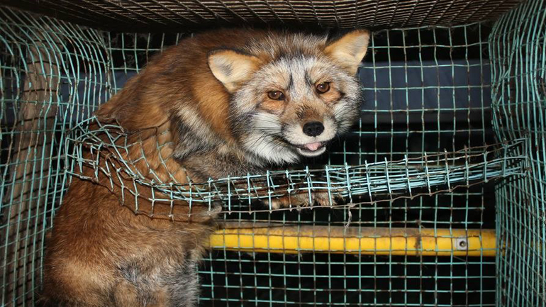 Φιλόζωοι κατά της κυβέρνησης για τη στήριξη στους εκτροφείς γουνοφόρων ζώων