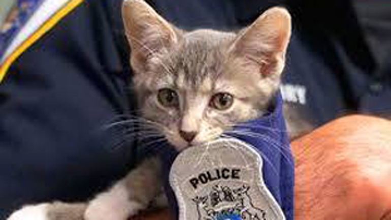 Αίτημα της Πανελλαδικής Φιλοζωικής και Περιβαλλοντικής Ομοσπονδίας για τη σύσταση «Αστυνομίας Ζώων»