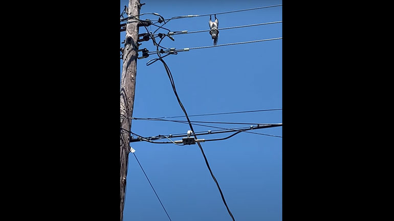 Σκίουρος χαλαρώνει πάνω στα καλώδια ηλεκτροδότησης
