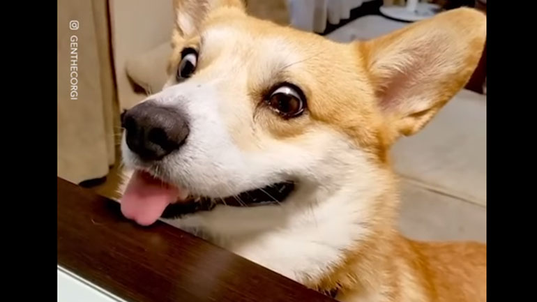 Ένας αξιολάτρευτος φαταούλας!