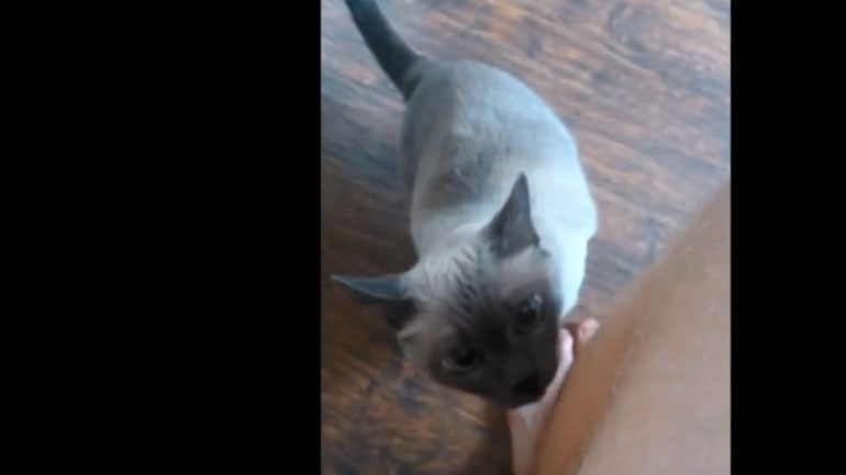 Δεν αντέχει τη μυρωδιά της πατούσας του… αφεντικού της!