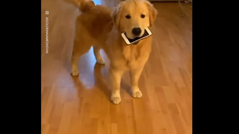 Αξιαγάπητος κλέφτης!