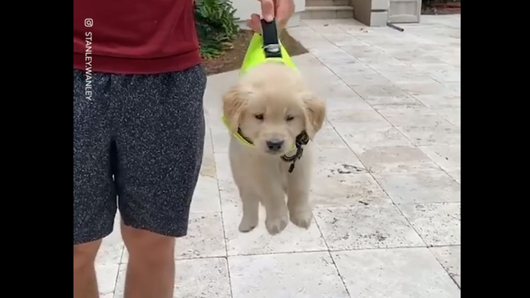 Κουταβάκι απεχθάνεται θανάσιμα το σωσίβιό του