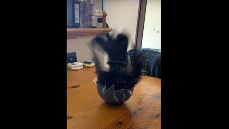 Το πιο άμπαλο περιστέρι