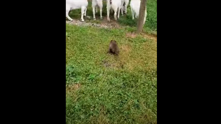 Ρακούν εκτελεί χρέη τσοπανόσκυλου