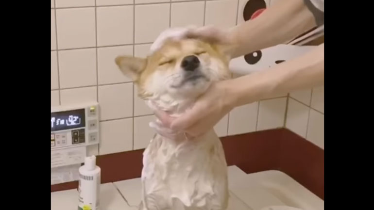 Ένα σκυλί που λατρεύει το μπάνιο και το… πιστολάκι