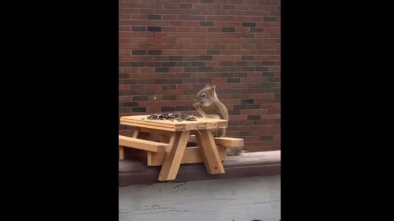 Σκίουρος με καλούς τρόπους