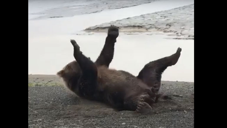 Αρκούδα προσπαθεί να… ξυστεί στην αμμουδιά