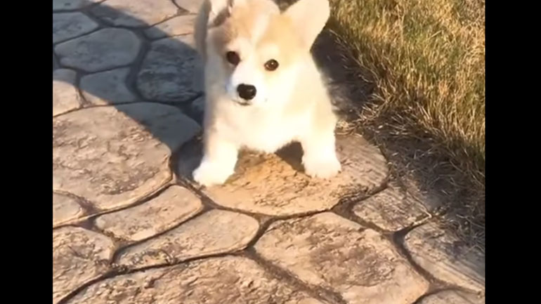 Τα πιο μικρά και αξιαγάπητα κόργκι