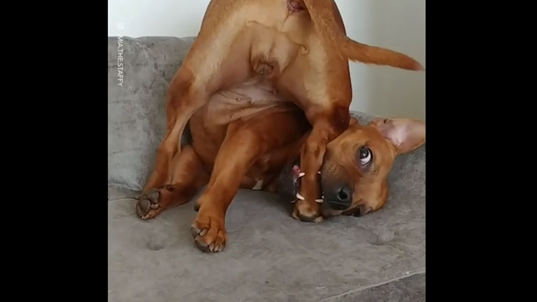 Ένας πολύ, πολύ παράξενος σκύλος