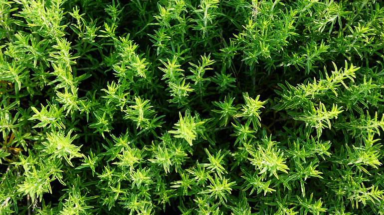 Το θυμάρι είναι πανάκεια;