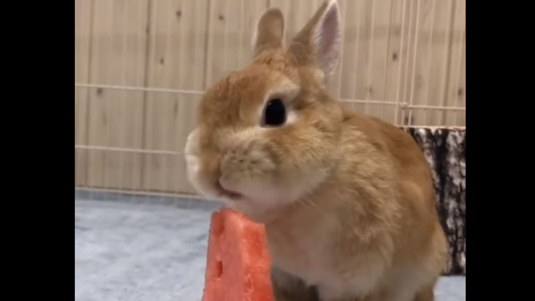 Κουνέλια: Οι πιο αξιαγάπητοι «μπελάδες»