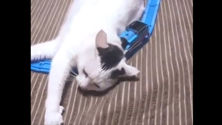 Γάτος κοιμάται πάντα στο λάθος σημείο