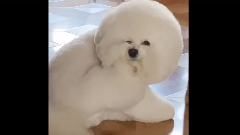 Ο σκύλος με το πιο… φουντωτό τρίχωμα