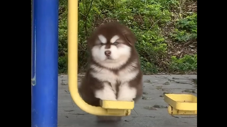 Κουταβάκια ή αξιολάτρευτες «χνουδόμπαλες»;