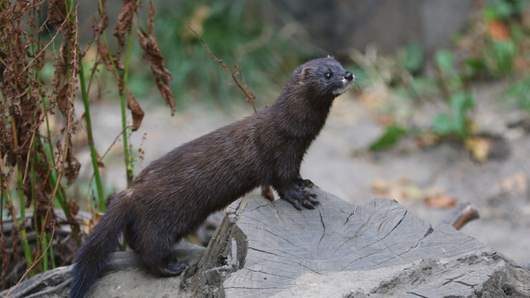 Kορωνοϊός: Μινκ σε μονάδα εκτροφής στη Δανία βρέθηκαν θετικά
