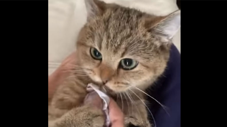 Γάτος που έχει εμμονή με το φαΐ